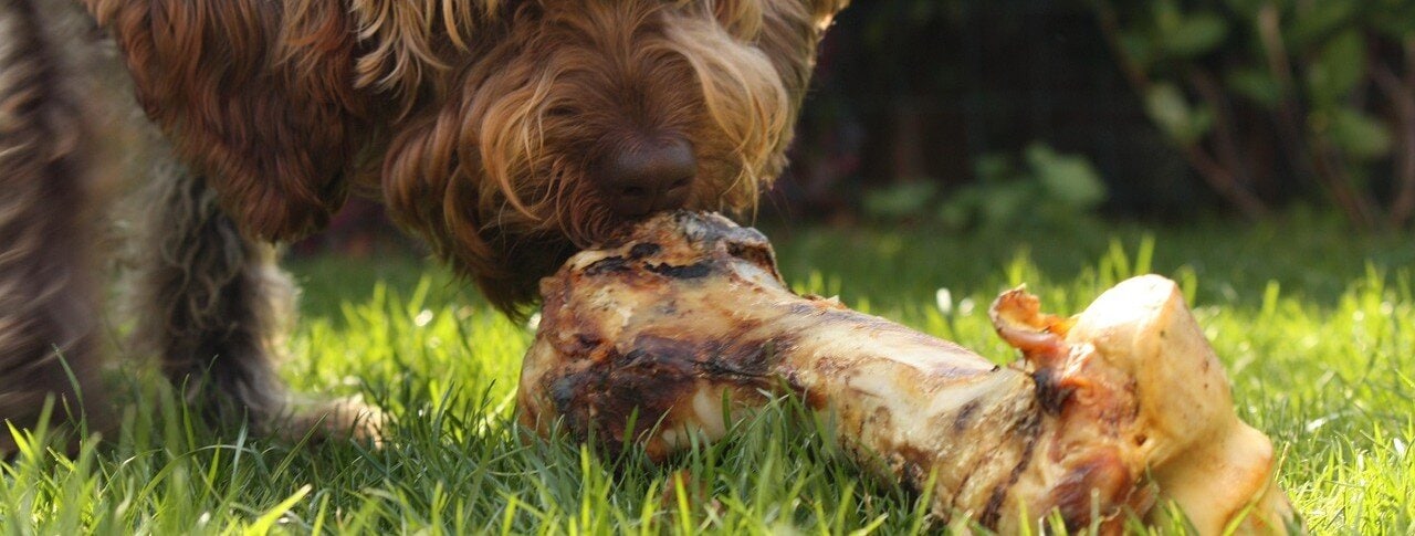 Hund nosar på ett stort köttben