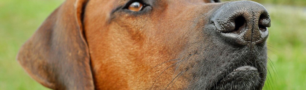 Närbild på en hundnos