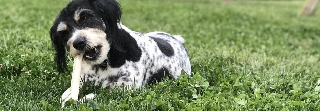 Hund ligger i gräset och tuggar på ett ben