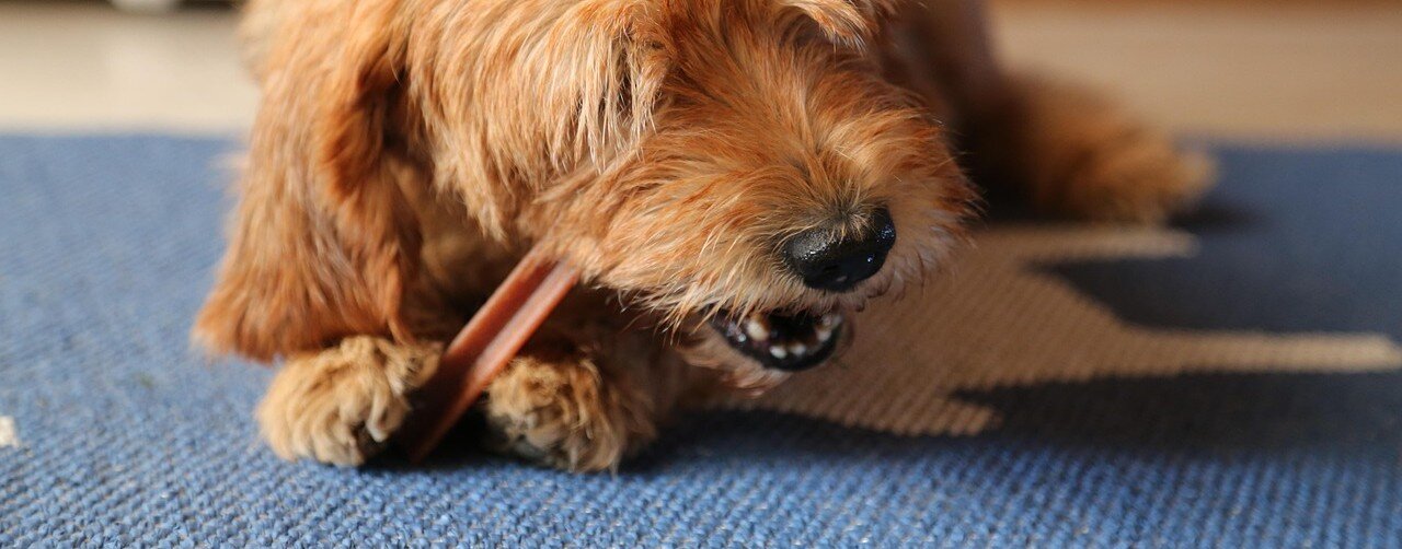 Hund ligger på en matta och tuggar på ett dentaltugg