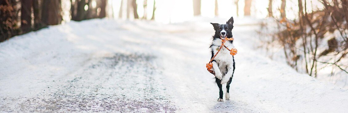 Hund springer med en leksak i munnen