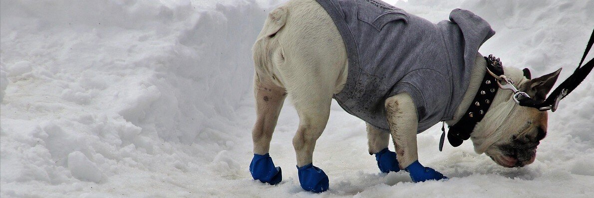 Hund står i snö med blåa gummisockar på sig