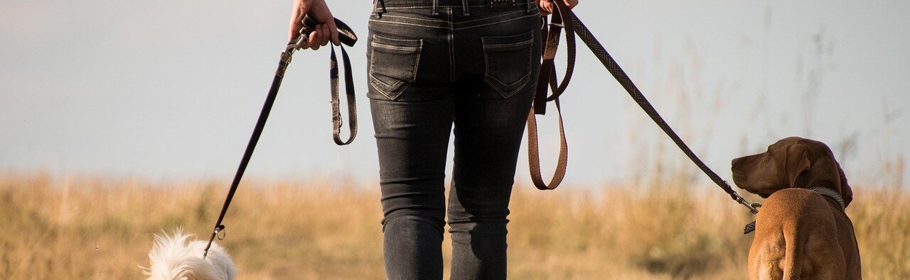 Två hundar med koppel