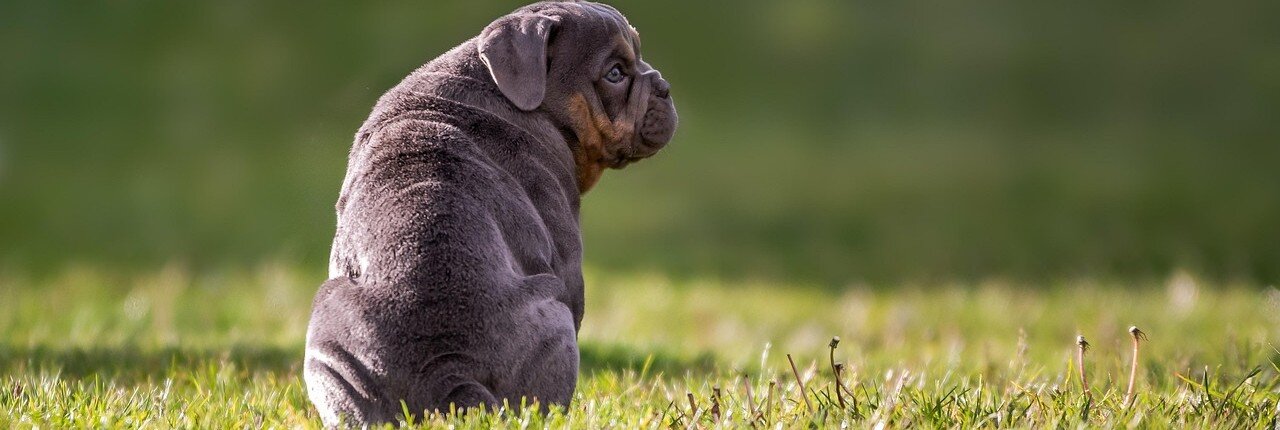 Hundvalp sitter på en gräsmatta