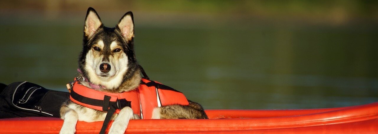 Hund med flytväst på sig på en båt