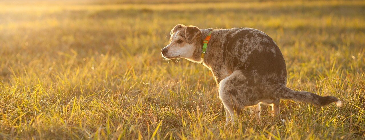 Hund står i bajsposition