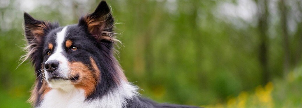 Hund ligge rpå en blommig äng