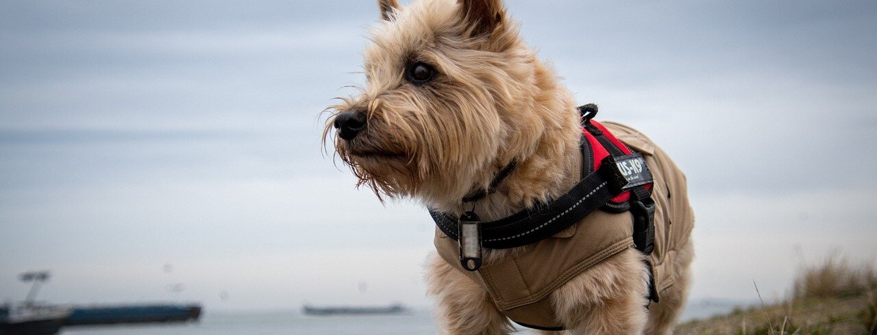 Hund med sele på sig