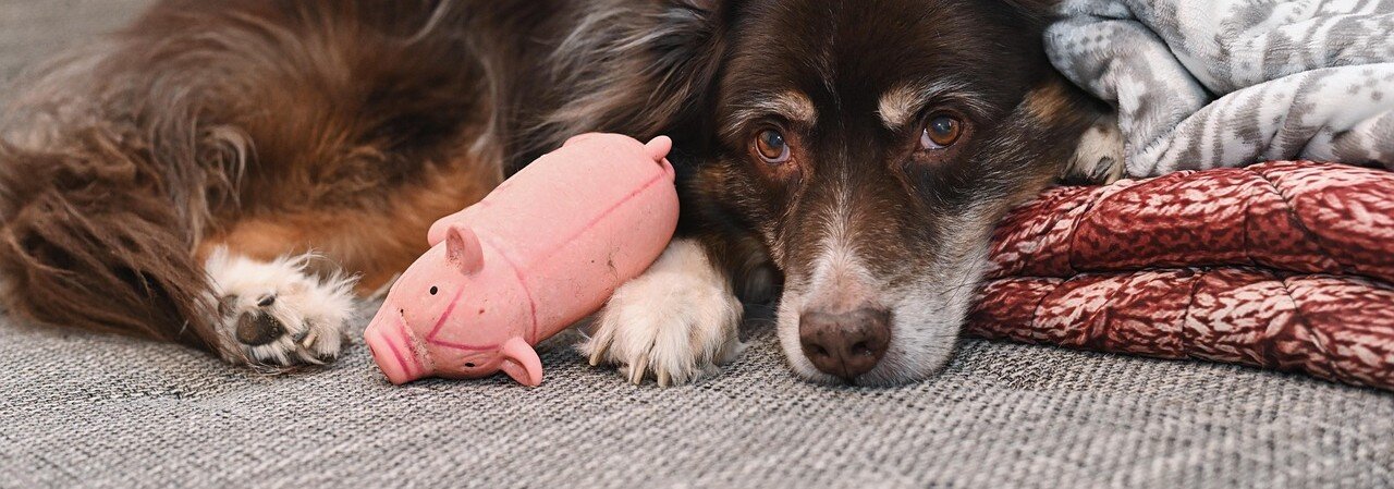 Hund ligger bredvid en latexleksak