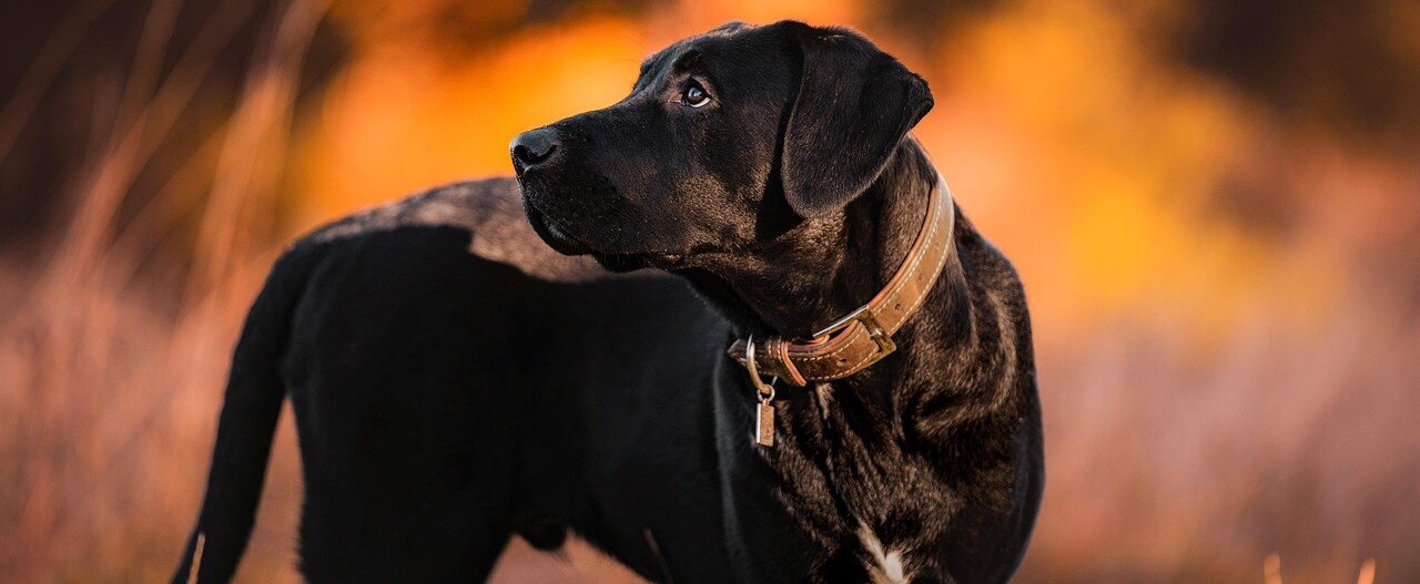 Hund med brunt läderhalsband