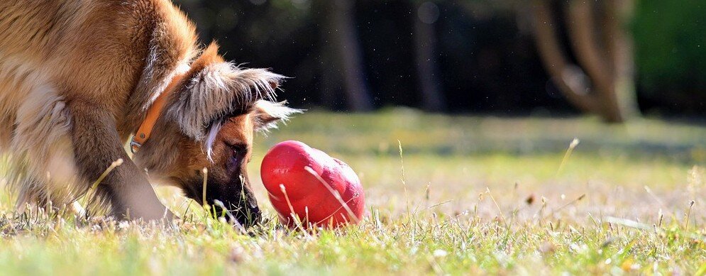 Hund leker med en Kong leksak