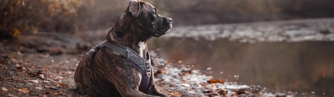 Hund ligger vid vattnet