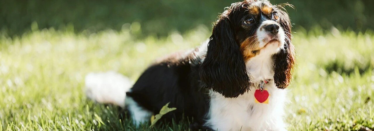 Hund med en röd ID-bricka i form av ett hjärta