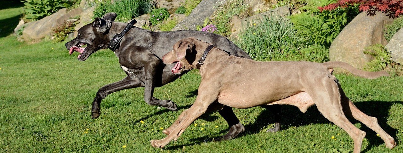 Lekande hundar i en trädgård