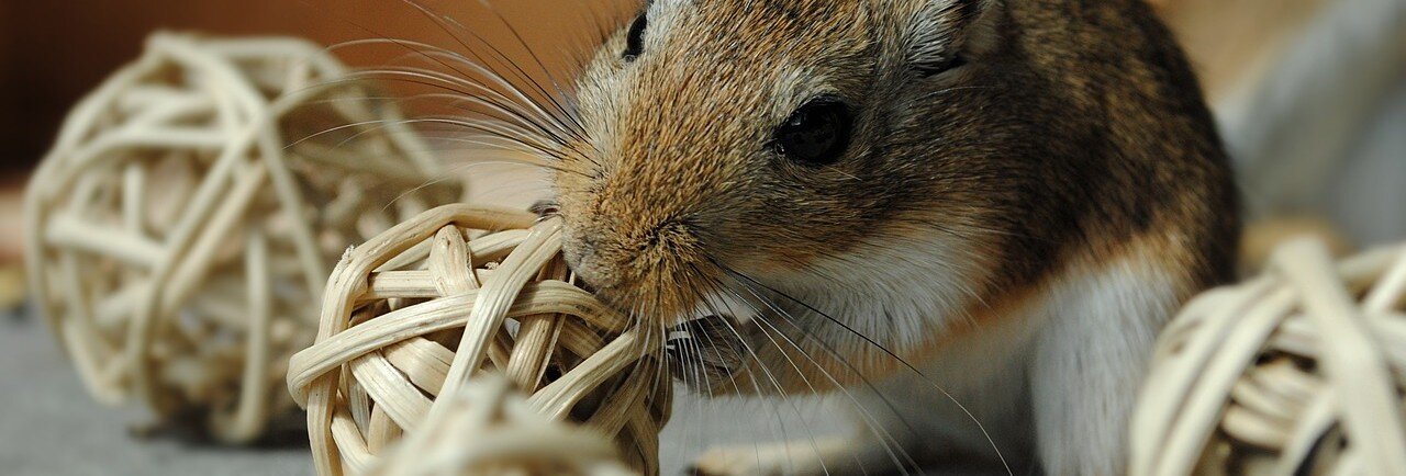 Gerbil leker med stråbollar