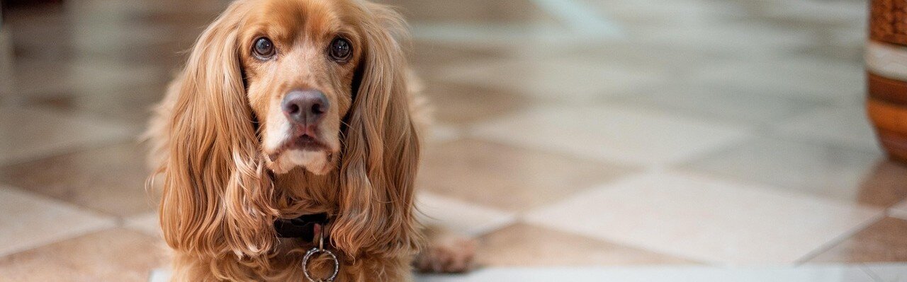 Cocker Spaniel med en matskål