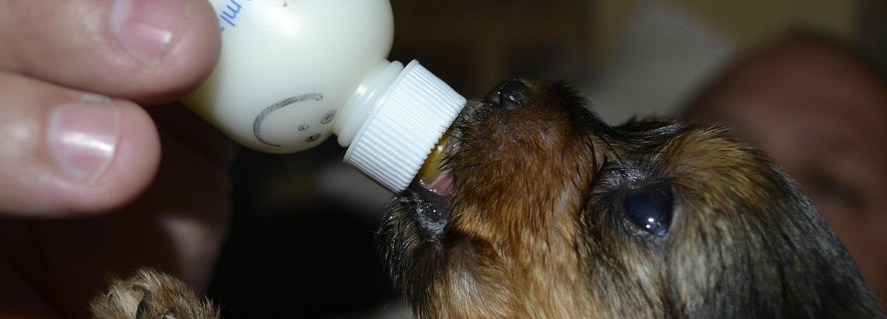 Valp dricker mjölkersättning ur en nappflaska