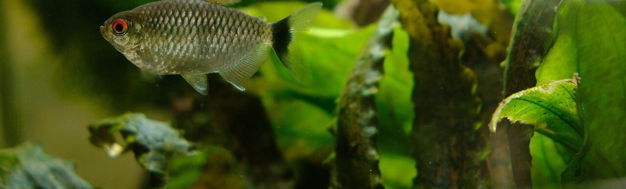 Fisk i akvarium med växter och alger