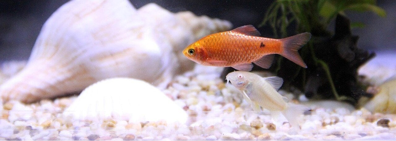 Fiskar i ett akvarium med vitt grus