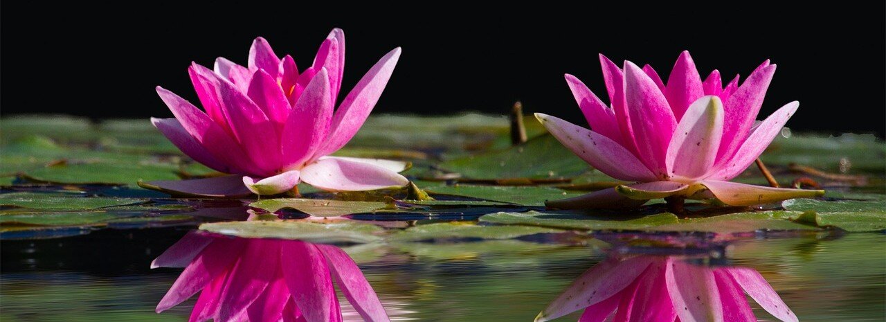 Vattenliljor