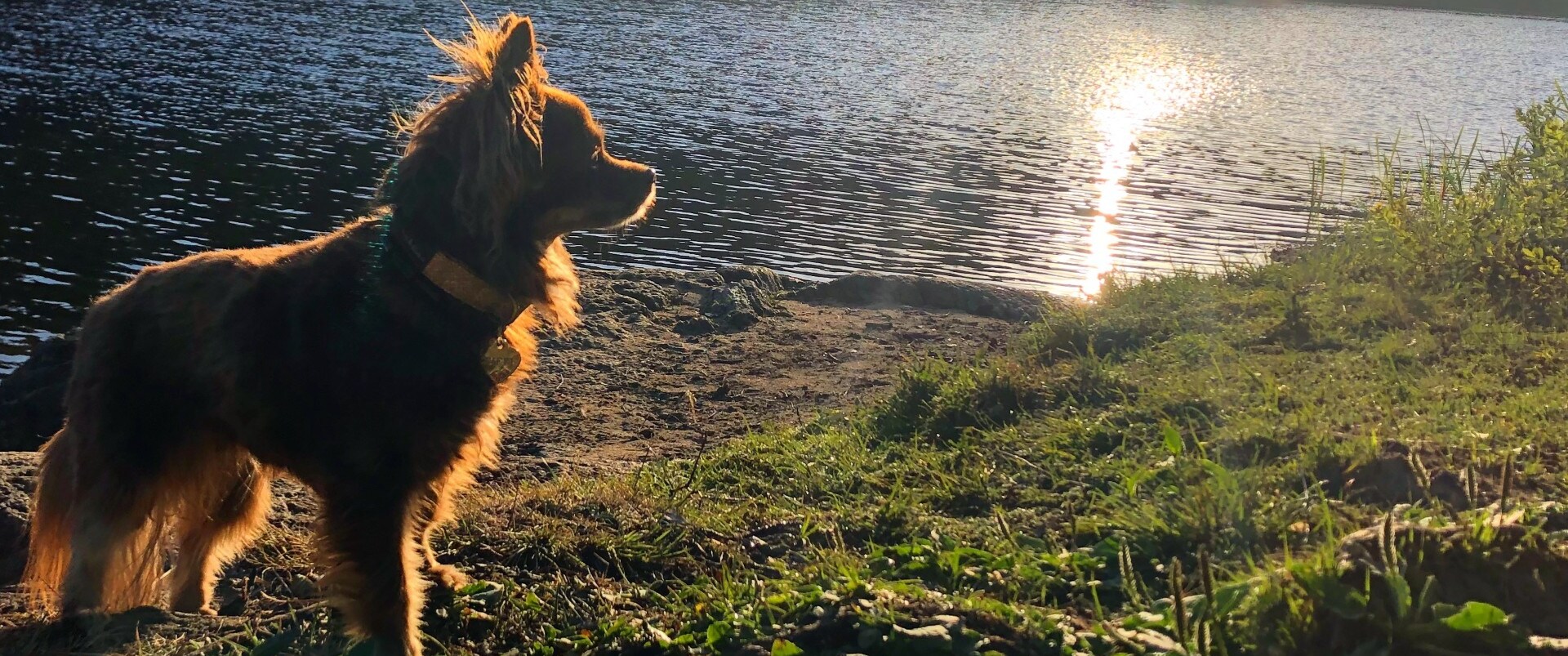 Hund i solnedgången vid en sjö