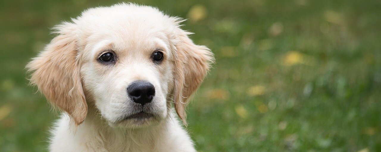 Hundvalp på en grön äng