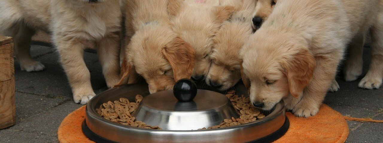 Valpar äter ur en valpbar