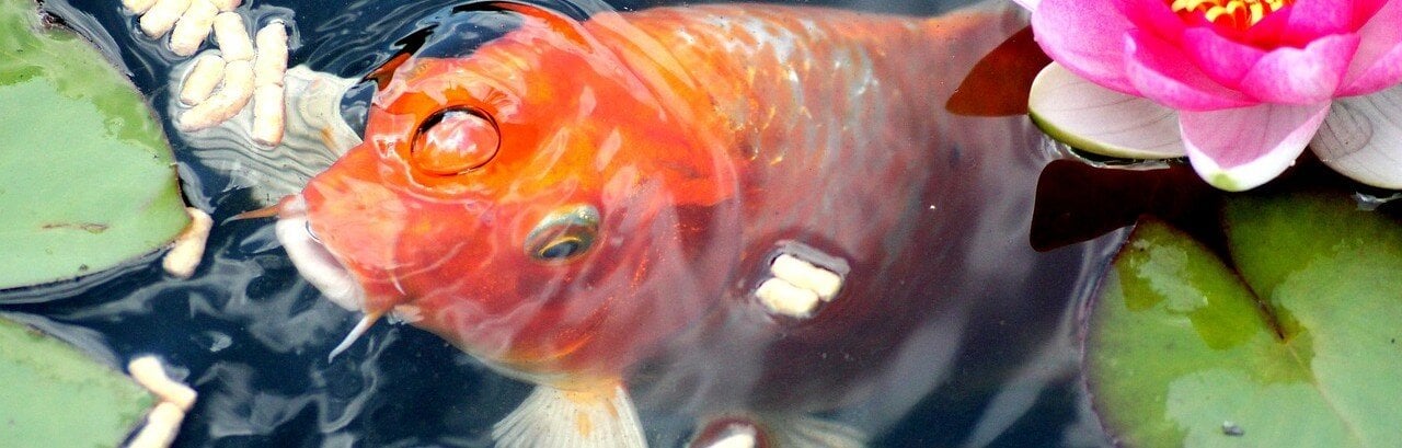 Fisk äter dammfoder