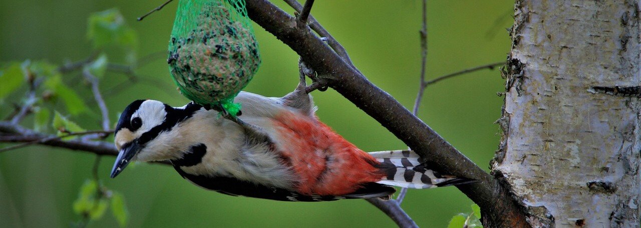 Fågel äter på en talgboll