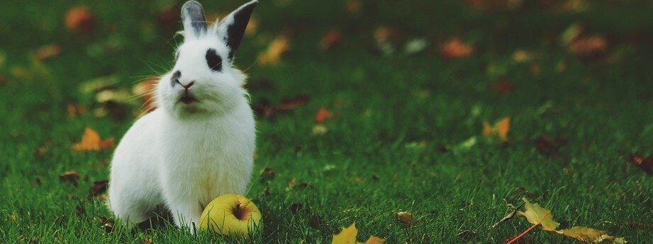 Kanin med ett äpple på en äng