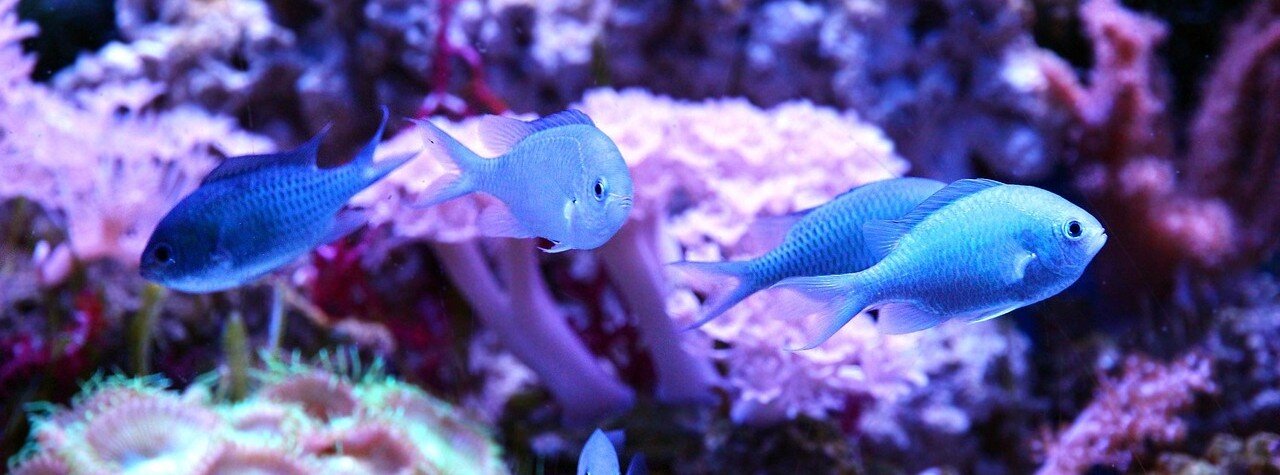 Fiskar i ett akvarium