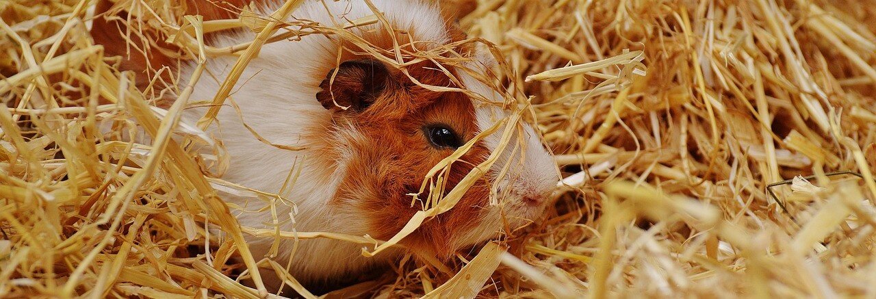 Marsvin i en halmhög