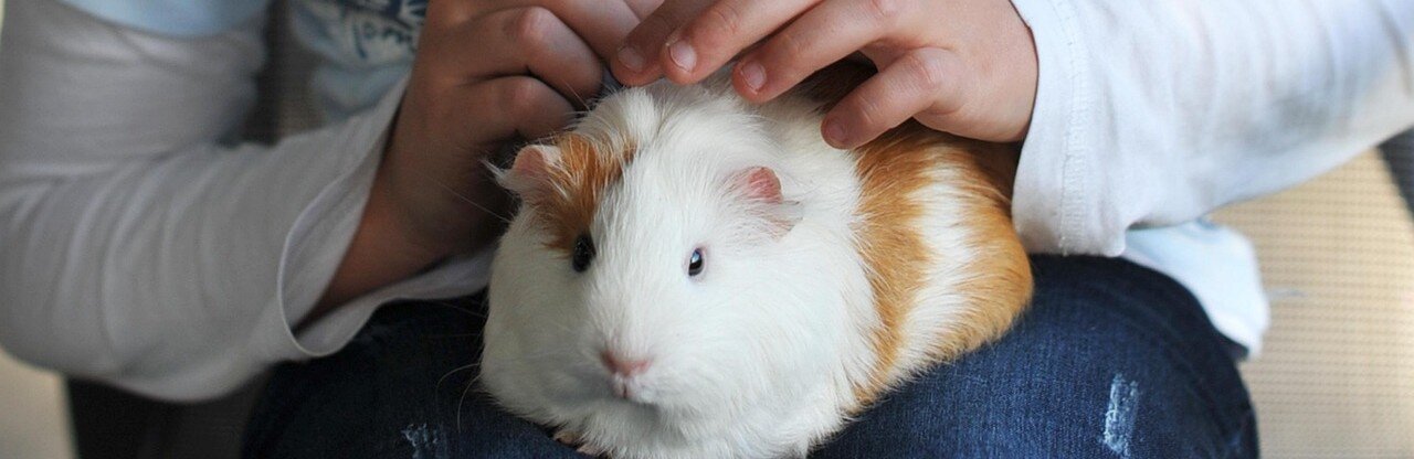 Marsvin sitter i ägares knä