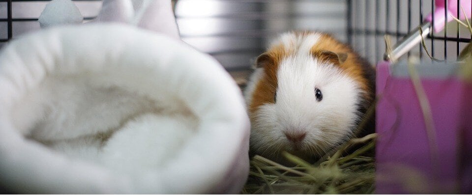 Marsvin i bur med en mysig plyschbädd