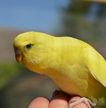 Gul undulat som sitter på en hand