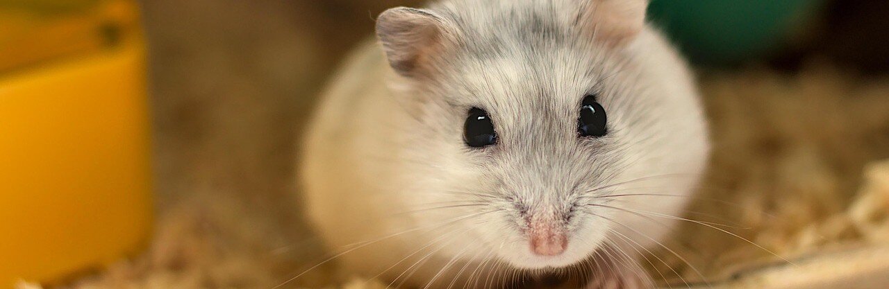 Hamster