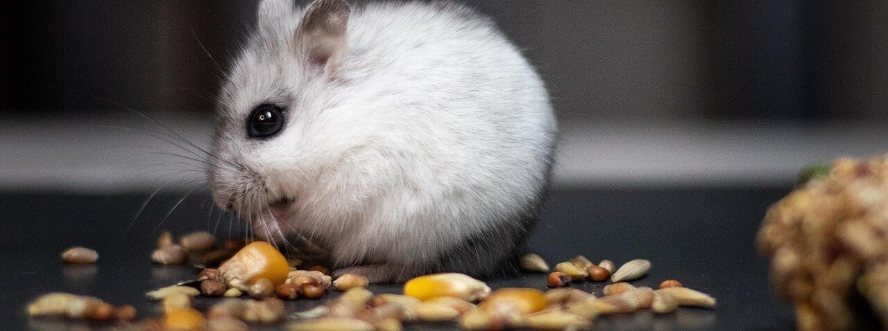 Hamster äter gnagarblandning