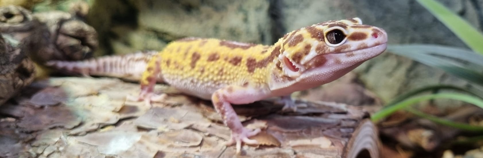 Nyfiken leopardgecko på en sten