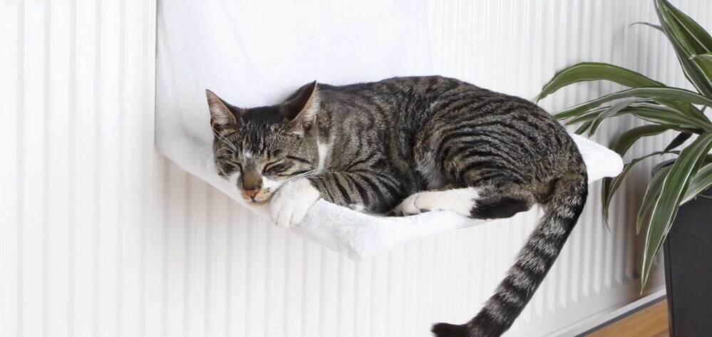 Katt vilar i en vit elementsäng