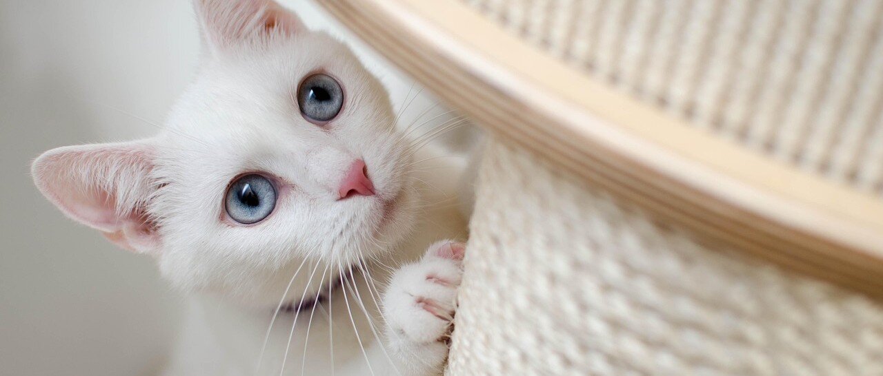 Katt klöser på en klöspelare