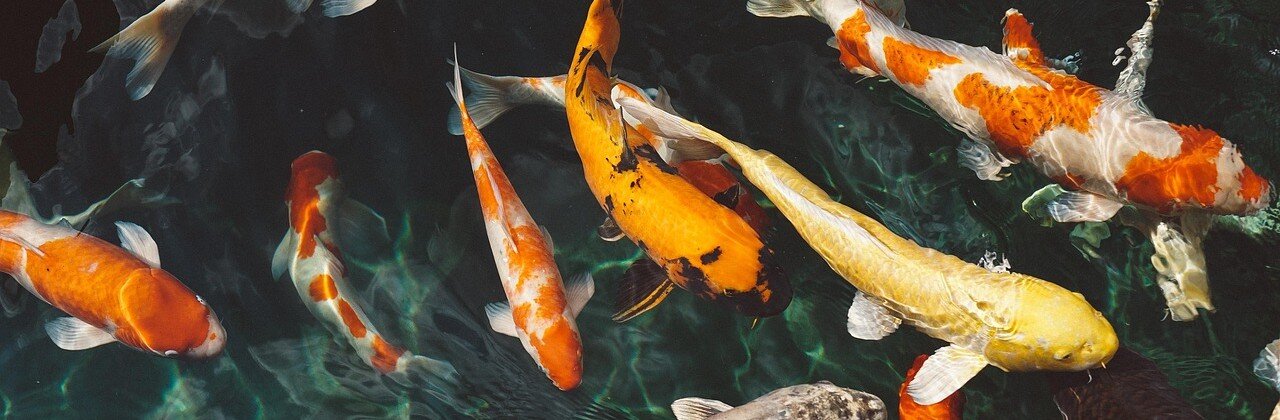 Koifiskar i olika färger