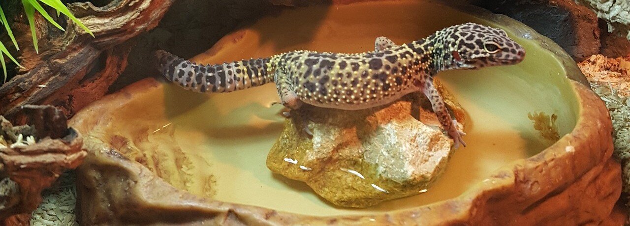 Leopardgecko i en badskål