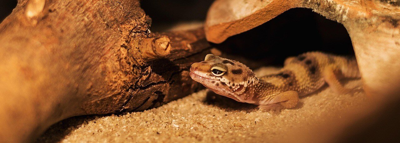 Gecko kommer ut ur en grotta