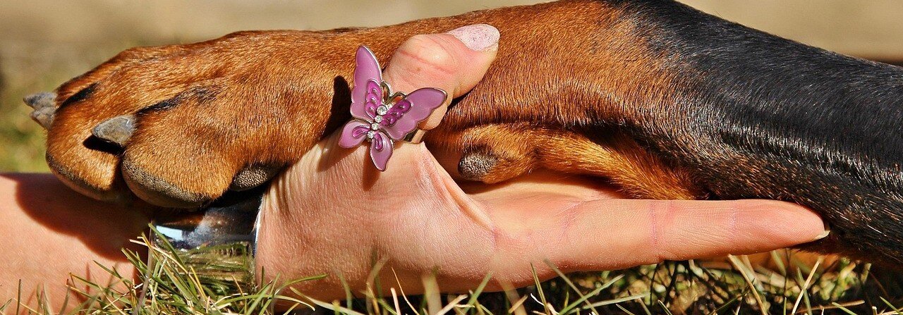 En hand håller i en tass