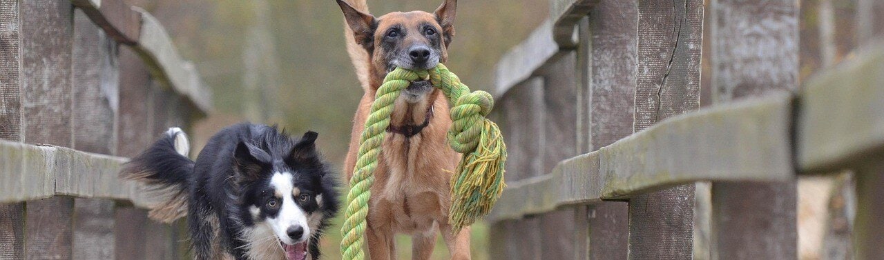 Två hundar med ett stort långt leksaksrep
