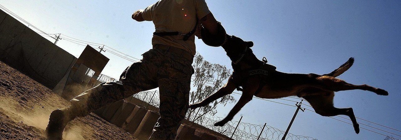 Hund tränar skydd och biter i en bitarm