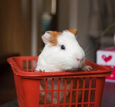 Marsvin i en varukorg