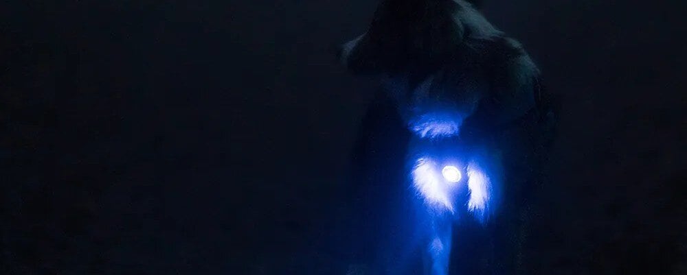 Hund i mörker med Orbiloc blink