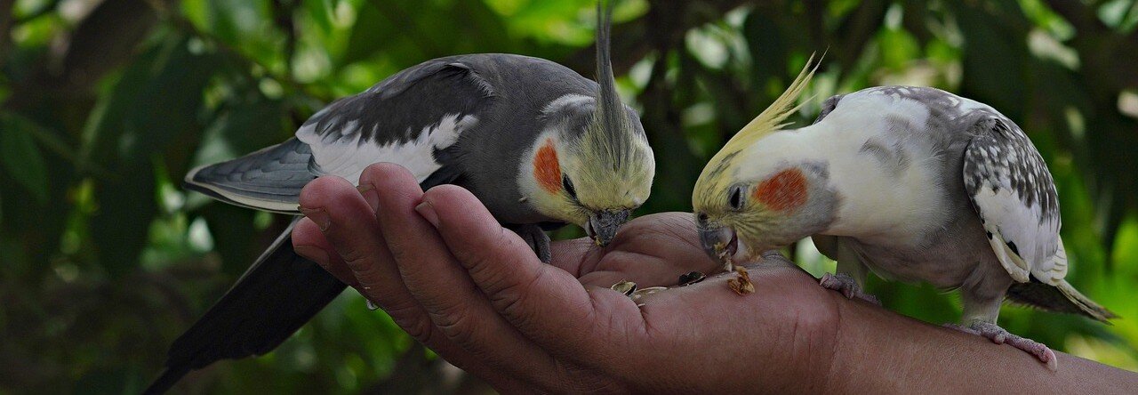 Två nymfparakiter äter ur en hand