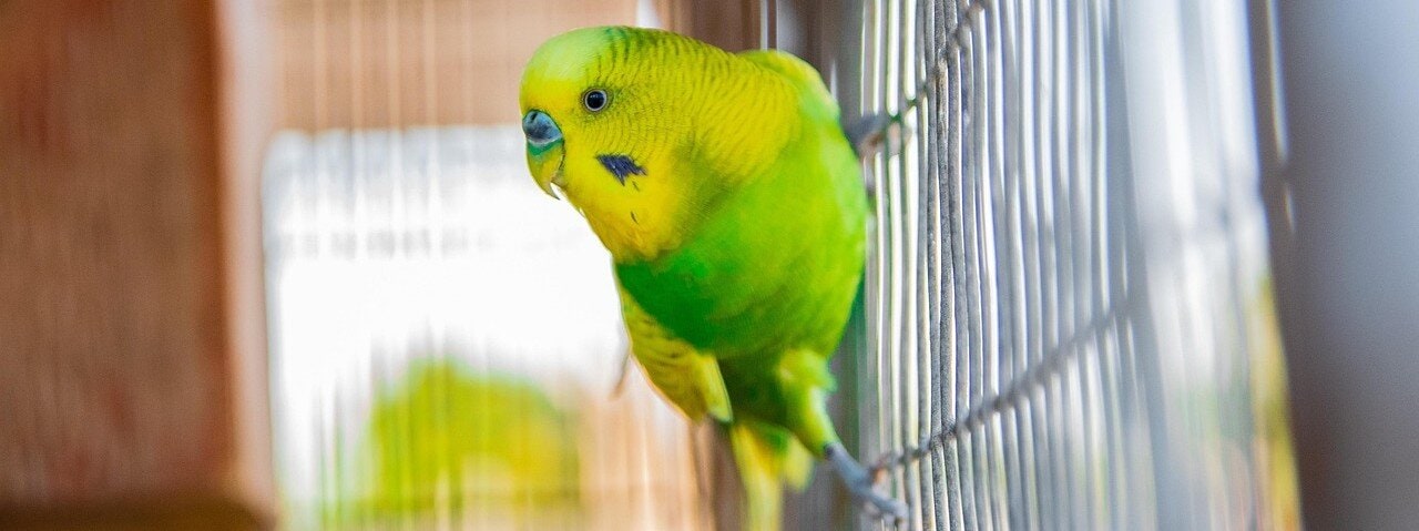 Undulat sitter på ett burgaller